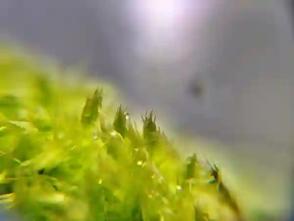 Plant in Research